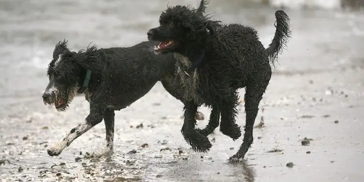 29 Interesting American Water Spaniel Facts That Everyone Should Know
