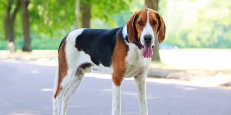 The American foxhound: The Most Beautiful Dog in the World.