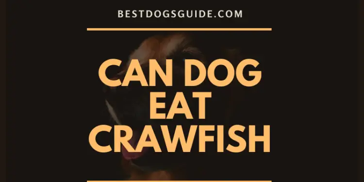 Can Dog Eat Crawfish?