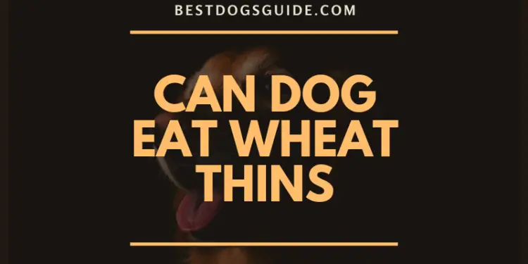 Can Dog Eat Wheat Thins?