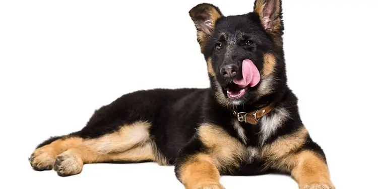 Best Dog Breed for Novice Owners