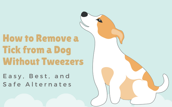 How to Remove a Tick From a Dog Without Tweezers