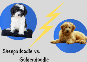 Sheepadoodle vs. Goldendoodle