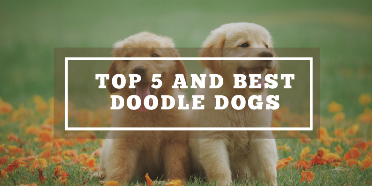 Top 5 And Best Doodle Dogs Mixes