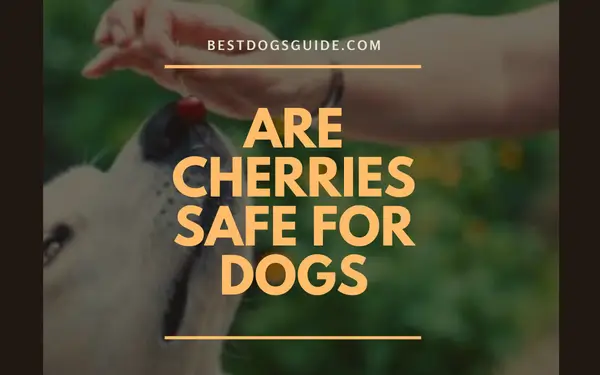 Are Cherries Safe for Dogs?