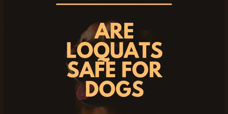 Are Loquats Safe for Dogs to Eat?