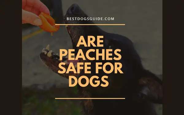 Are Peaches Safe For Dogs