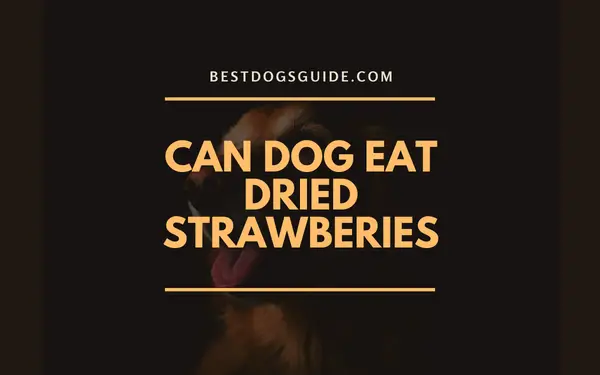Can Dog Eat Dried Strawberries | Is it Safe to Share?