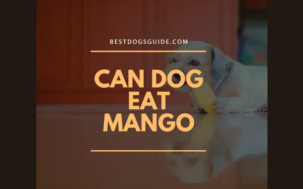 Dogs Eat Mango