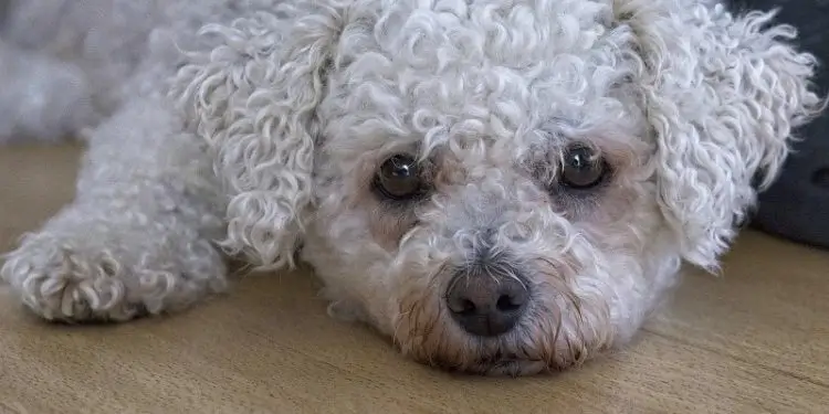 How to Handle Bichon Frise?