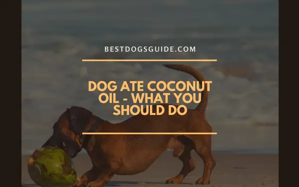 Dog Ate Coconut Oil